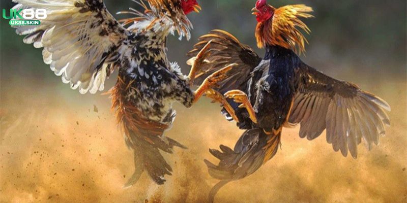 Đá Gà UK88 - Khám Phá Chuyên Mục HOT Nhất 2025 3 Tham khảo quy trình đầy đủ các bước tham gia đặt cược đá gà UK88